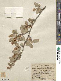 Amelanchier utahensis image