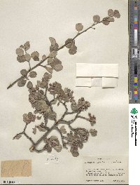 Amelanchier utahensis image