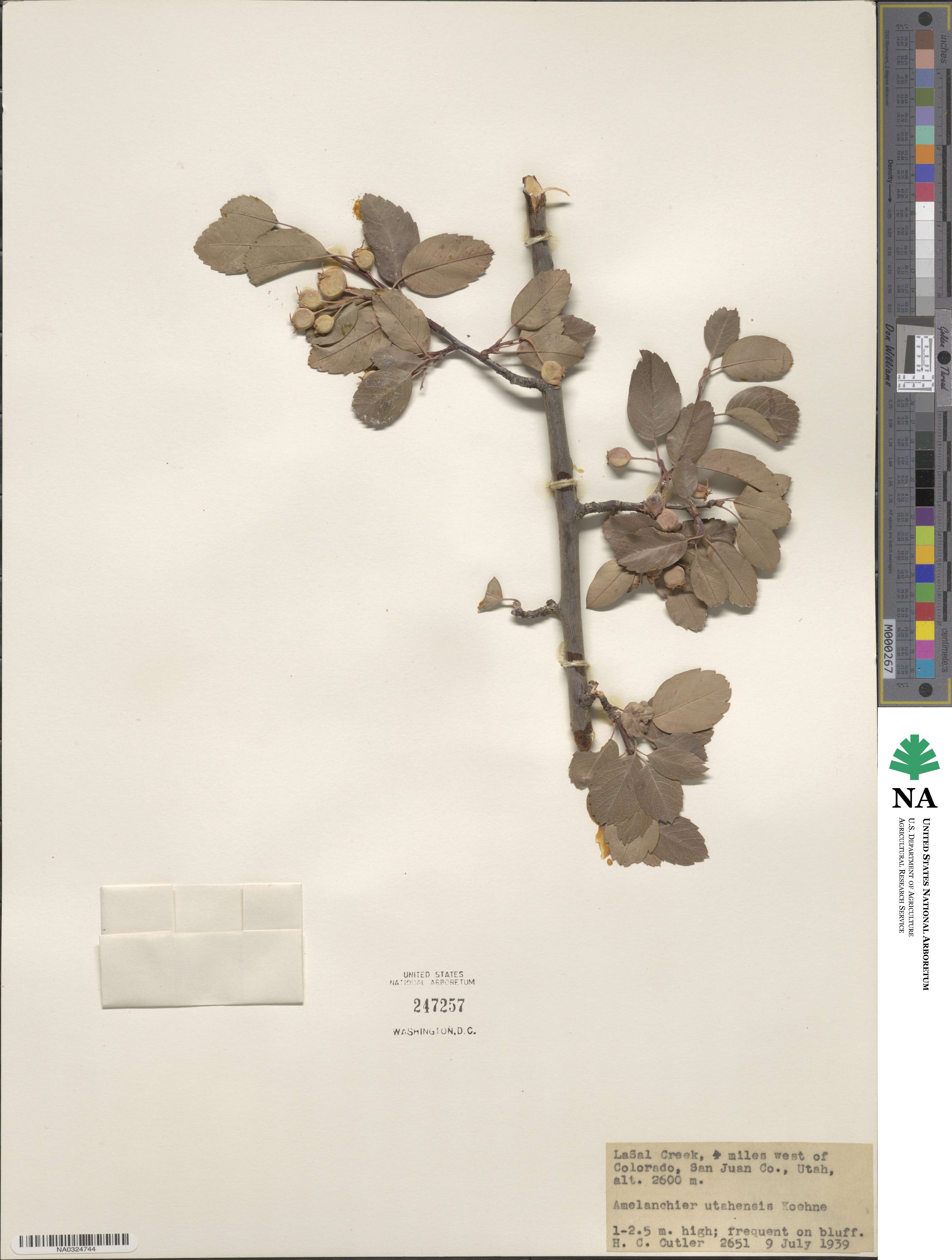 Amelanchier utahensis image