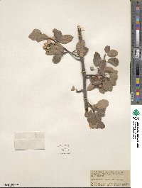 Amelanchier utahensis image