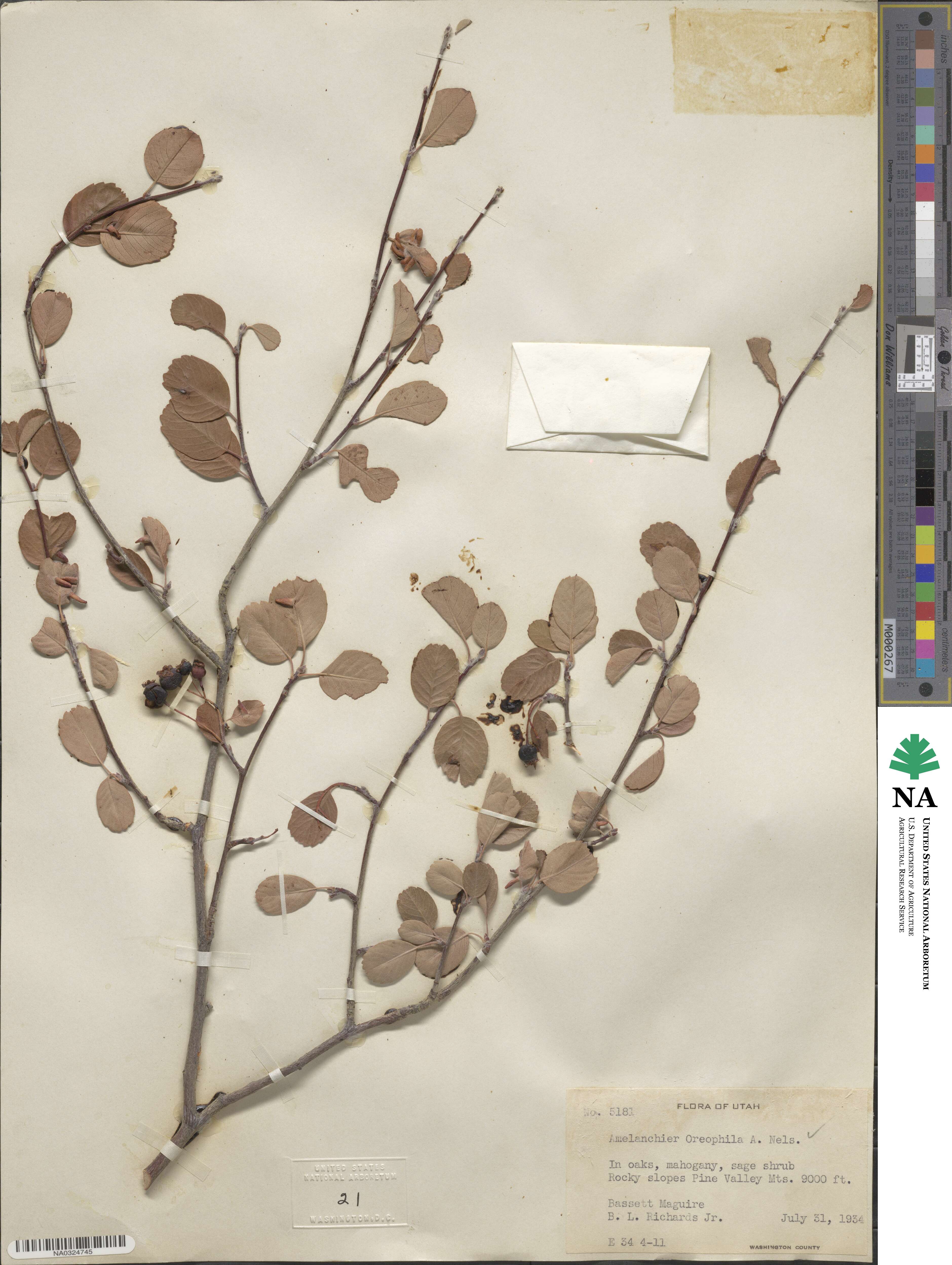 Amelanchier utahensis image