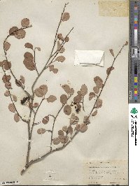 Amelanchier utahensis image