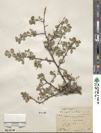 Amelanchier utahensis image