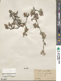 Amelanchier utahensis image