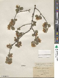 Amelanchier utahensis image