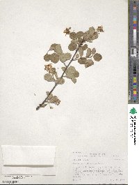 Amelanchier utahensis image