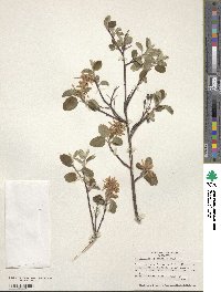 Amelanchier utahensis image