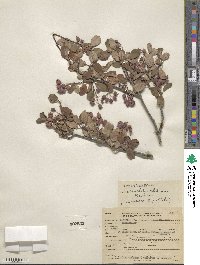 Amelanchier utahensis image