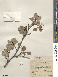 Amelanchier utahensis image