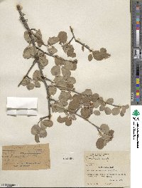 Amelanchier utahensis image