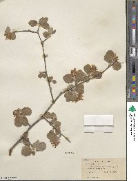 Amelanchier utahensis image