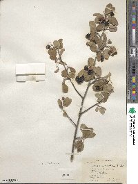 Amelanchier utahensis image