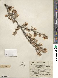 Amelanchier utahensis image