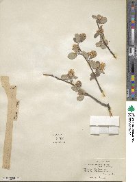 Amelanchier utahensis image