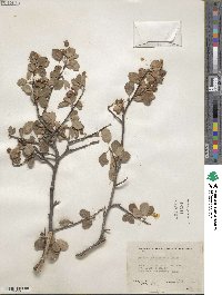 Amelanchier utahensis image