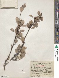 Amelanchier utahensis image