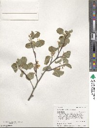 Amelanchier utahensis image