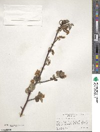 Amelanchier utahensis image