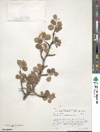 Amelanchier utahensis image