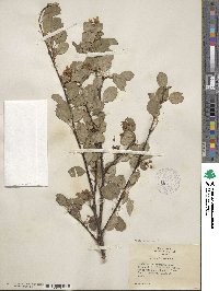 Amelanchier utahensis image