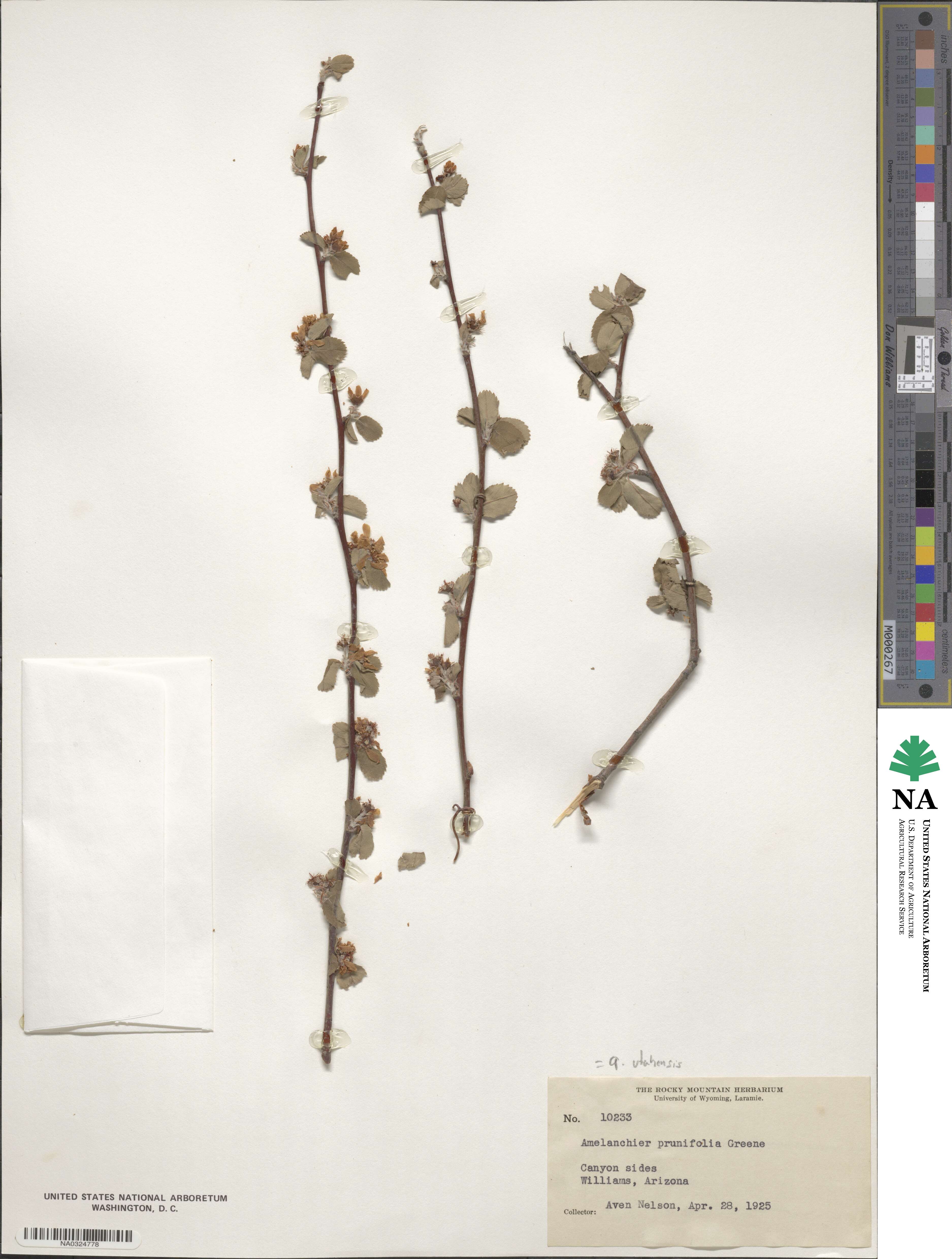 Amelanchier utahensis image