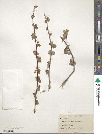 Amelanchier utahensis image