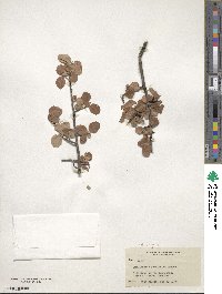 Amelanchier utahensis image