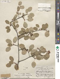 Amelanchier utahensis image