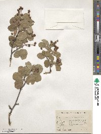 Amelanchier utahensis image