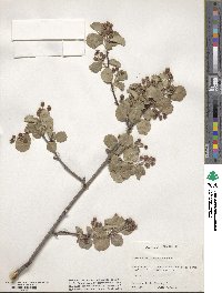 Amelanchier utahensis image