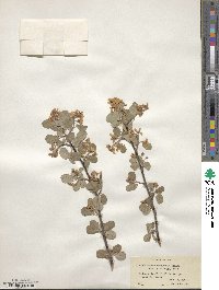 Amelanchier utahensis image