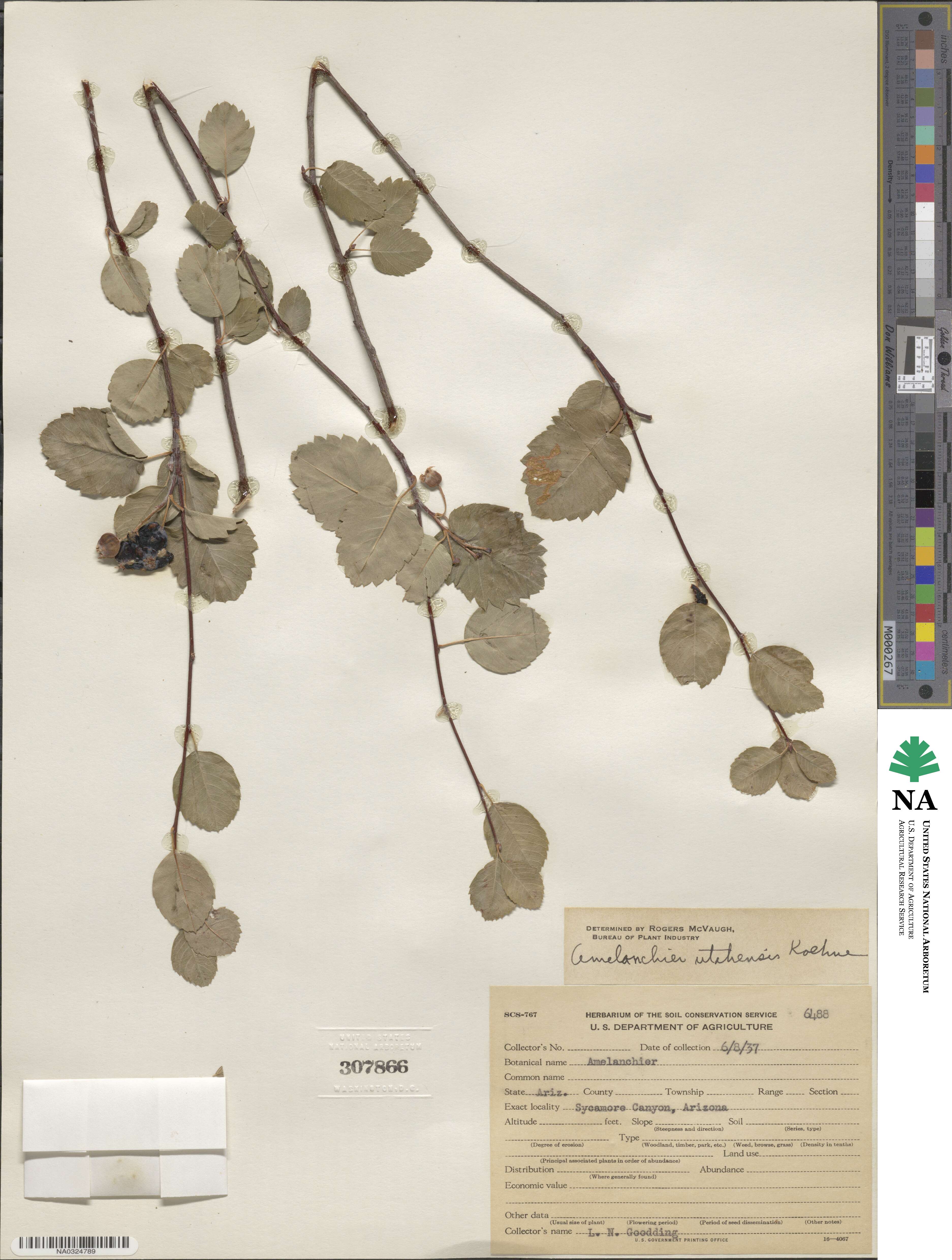 Amelanchier utahensis image