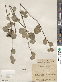 Amelanchier utahensis image