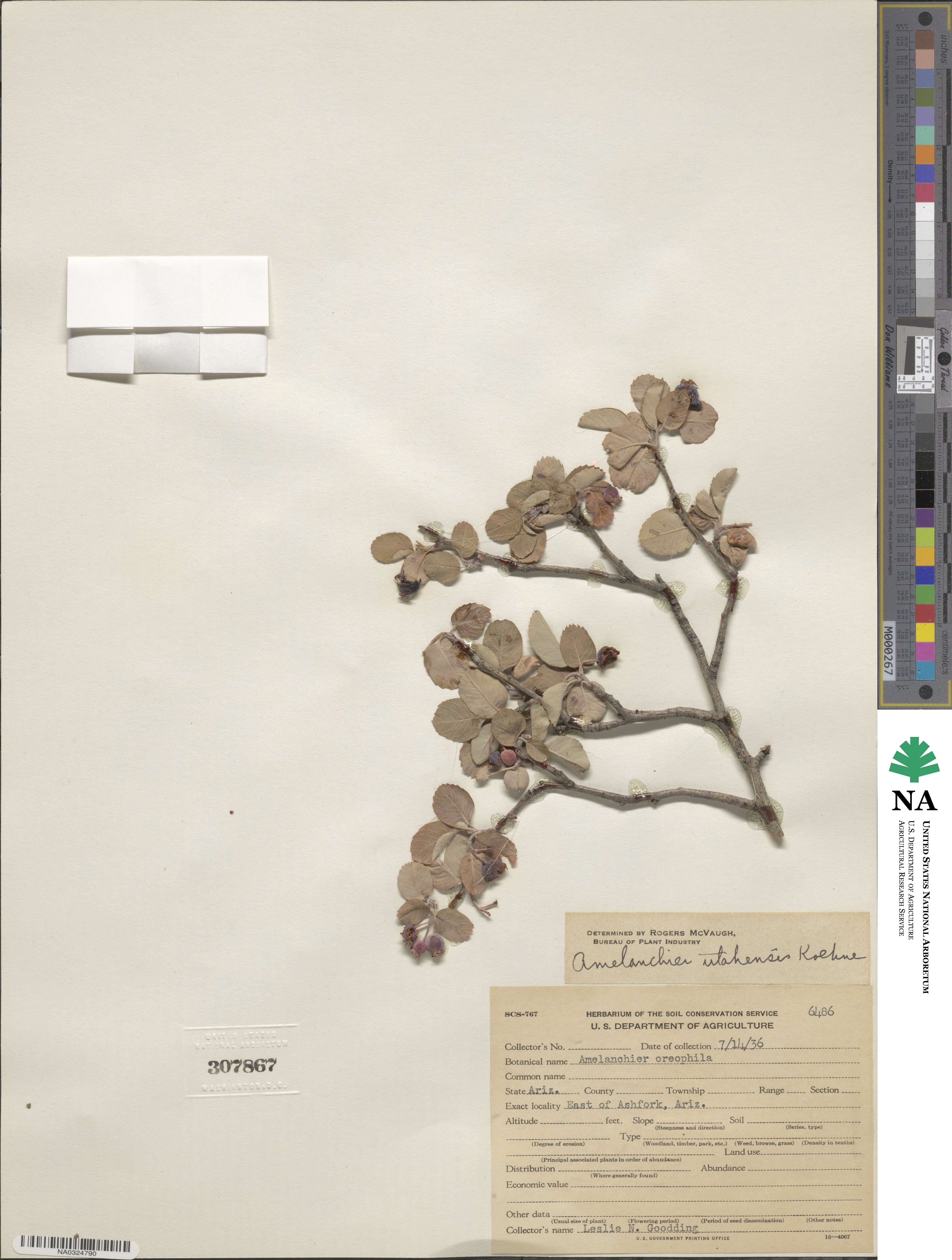 Amelanchier utahensis image