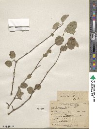 Amelanchier utahensis image