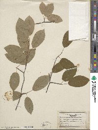 Image of Amelanchier wiegandii