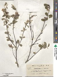 Amelanchier ovalis image