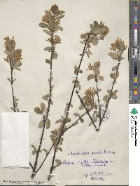 Amelanchier ovalis image