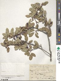 Amelanchier ovalis image