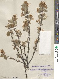 Amelanchier ovalis image