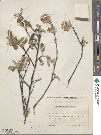 Amelanchier ovalis image