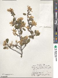 Amelanchier ovalis image