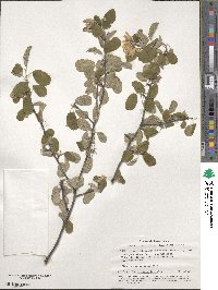 Amelanchier ovalis image