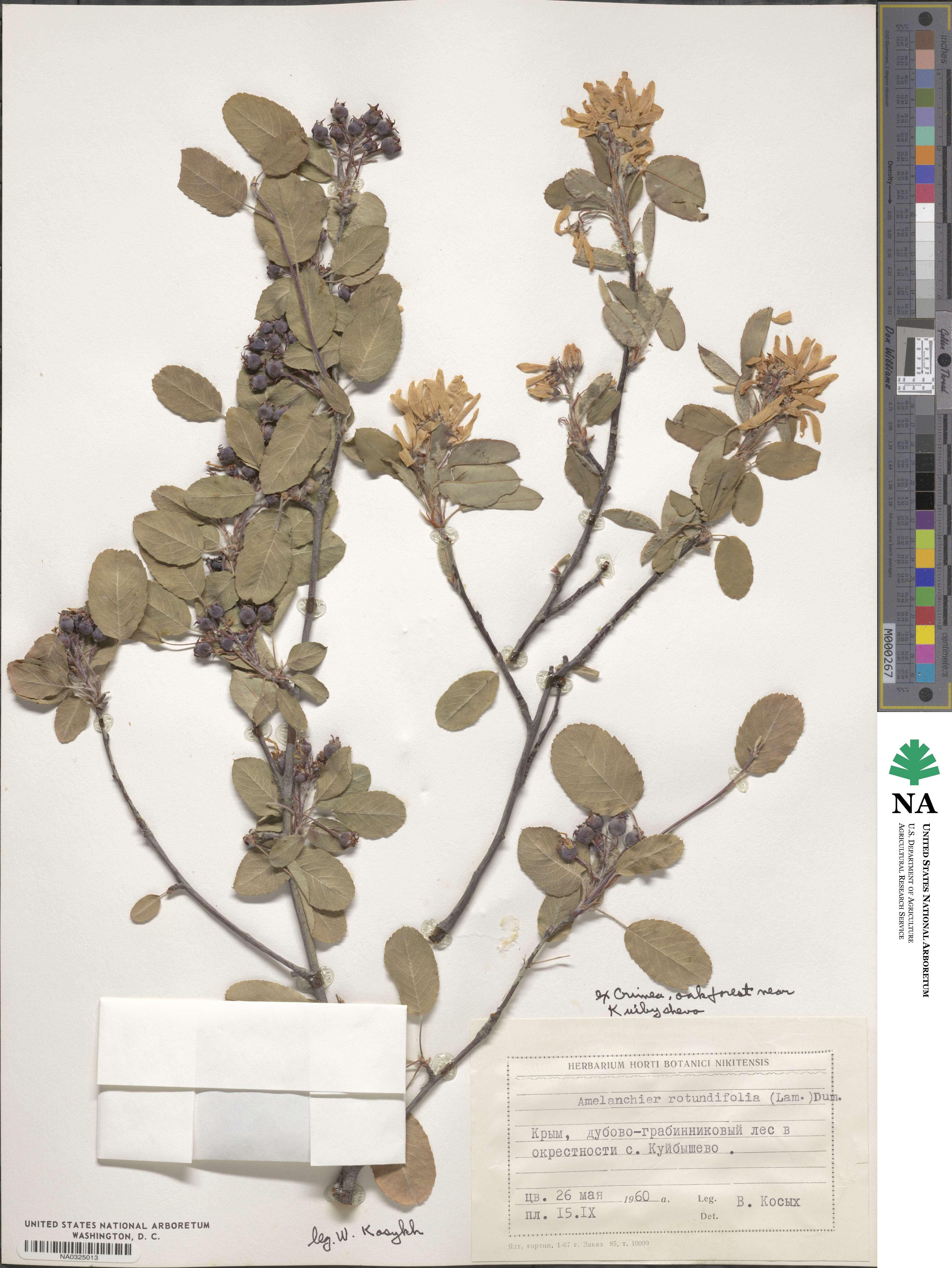 Amelanchier ovalis subsp. ovalis image