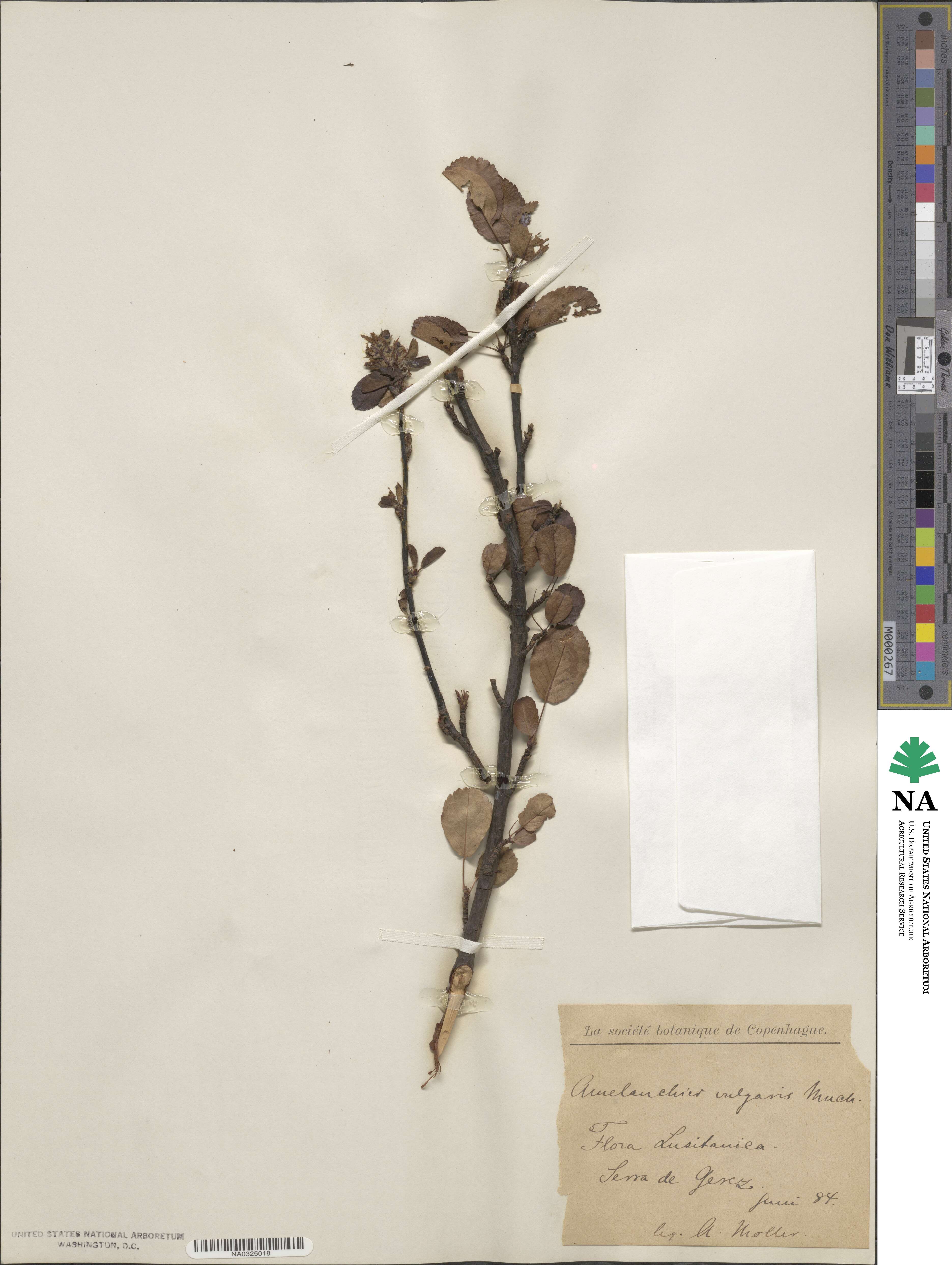 Amelanchier ovalis subsp. ovalis image