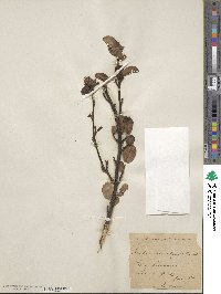 Amelanchier ovalis subsp. ovalis image