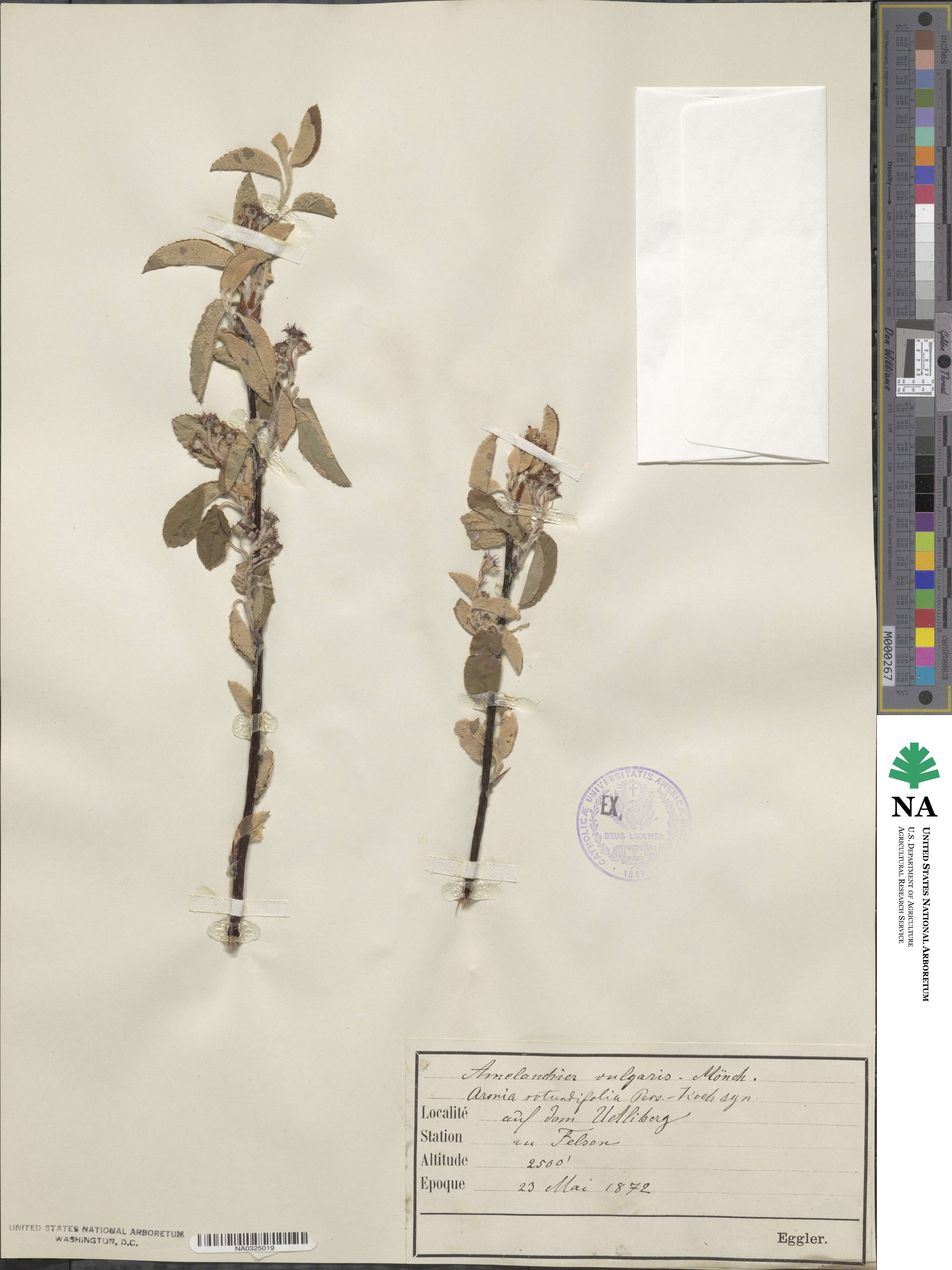 Amelanchier ovalis subsp. ovalis image