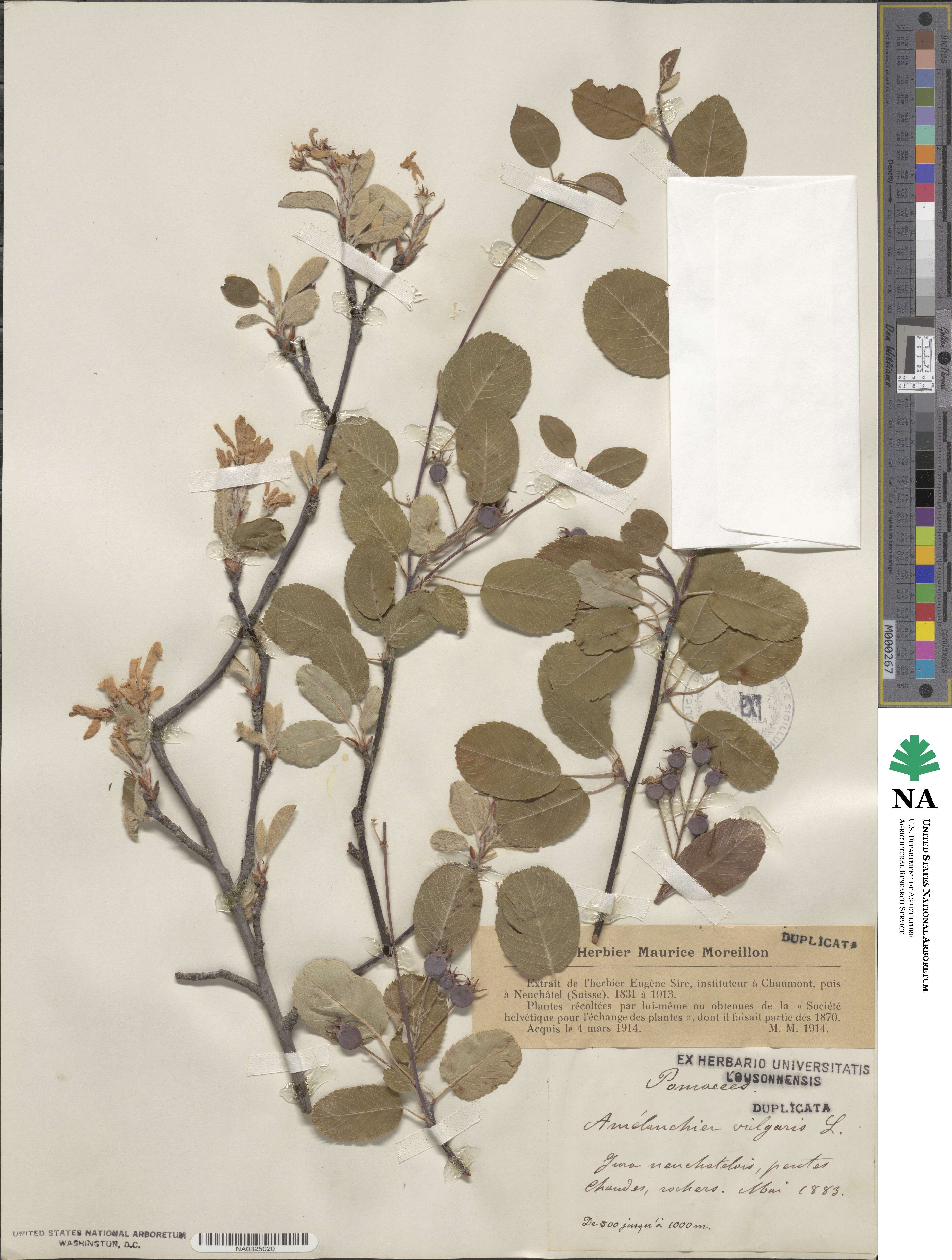 Amelanchier ovalis subsp. ovalis image