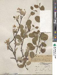 Amelanchier ovalis subsp. ovalis image