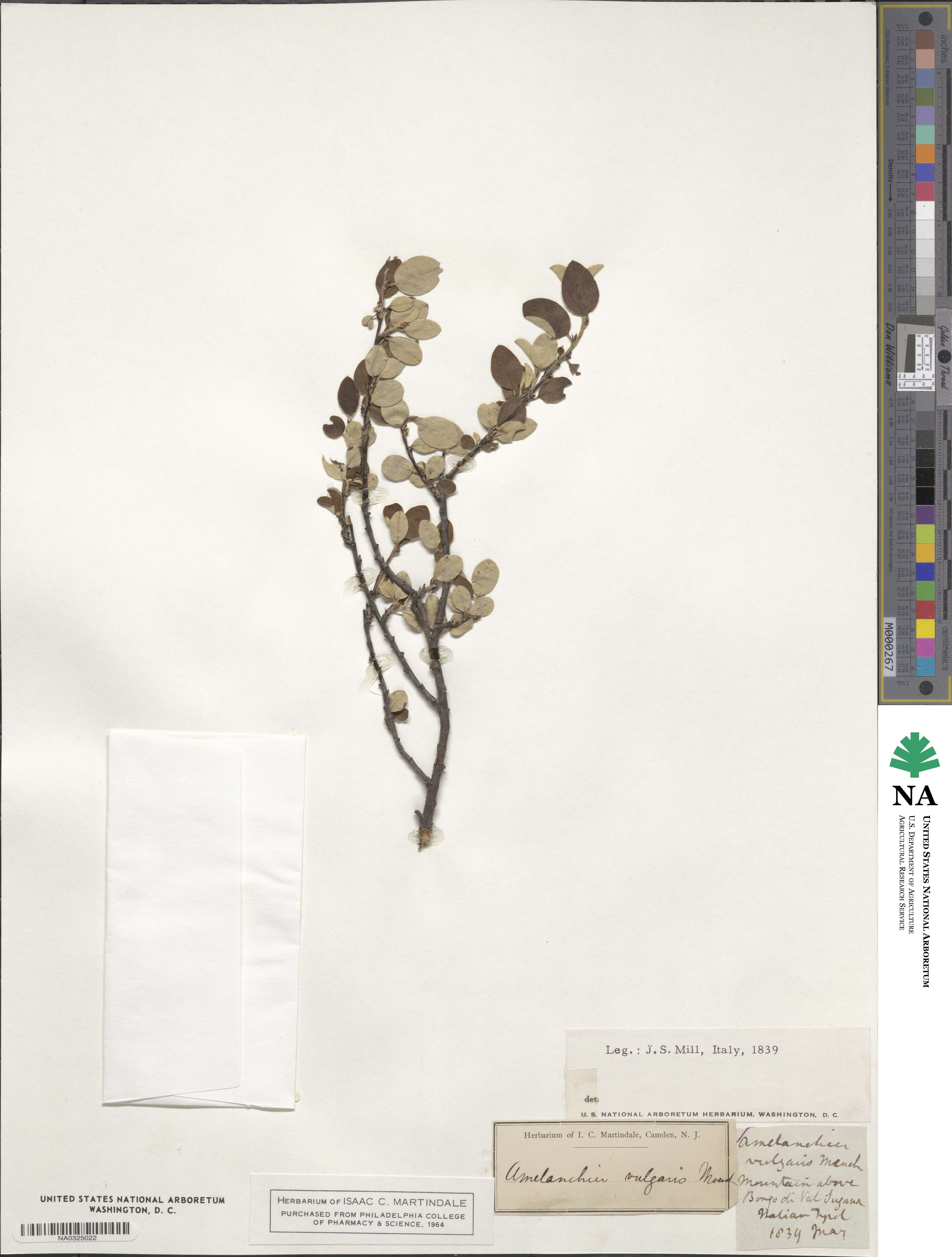 Amelanchier ovalis subsp. ovalis image